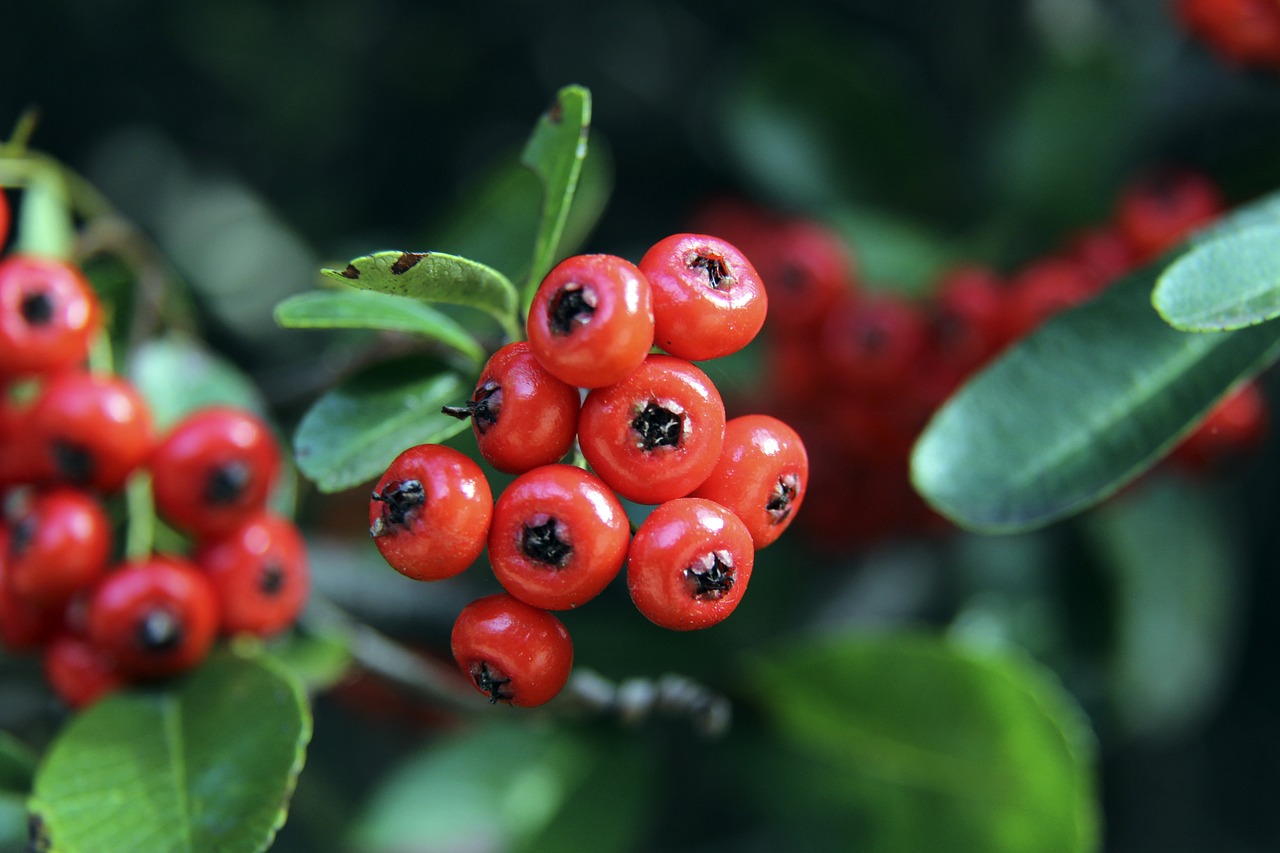 伊万选择用 伊万选择用